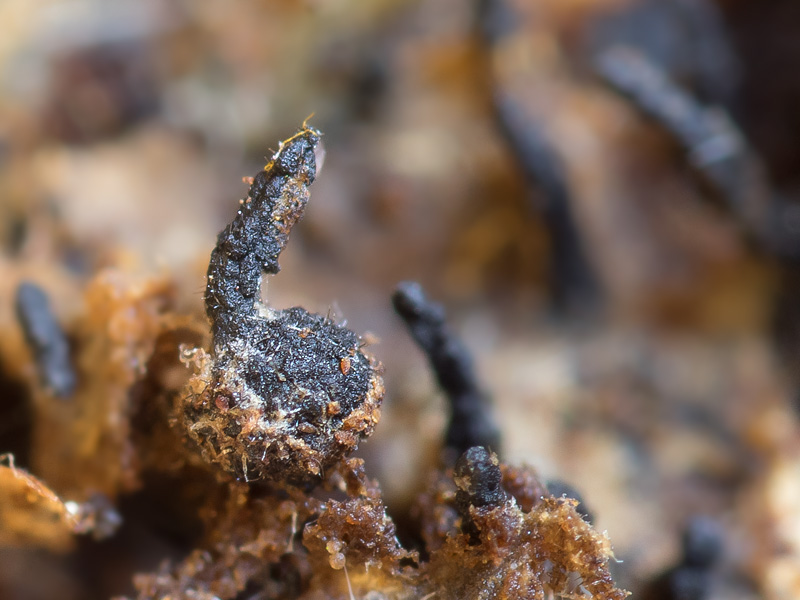 Ceratostomella rostrata